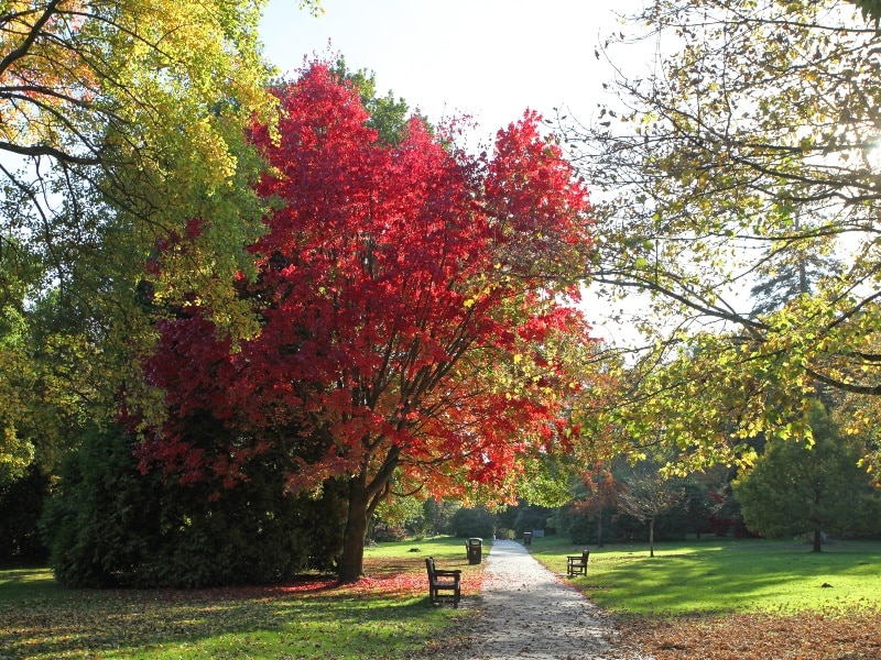Photo taken in Tilgate Park, Crawley, trees in Autumn colours