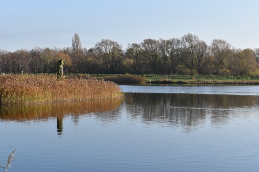 Reflection of the trees in Stanwick Lakes on a clear blue sky on an autumn day.