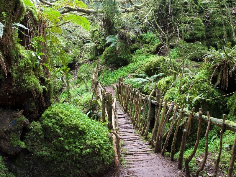 Exterior photo of Puzzlewood, Forest Of Dean