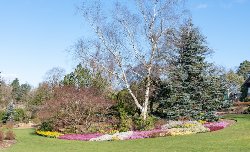 Heathers and birch tree in a winter garden on a sunny winters day in Gibberd Garden