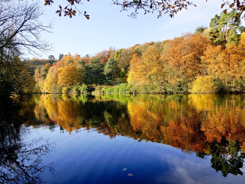 Scenic photo across the lake with trees behind at Winkworth Arboretum