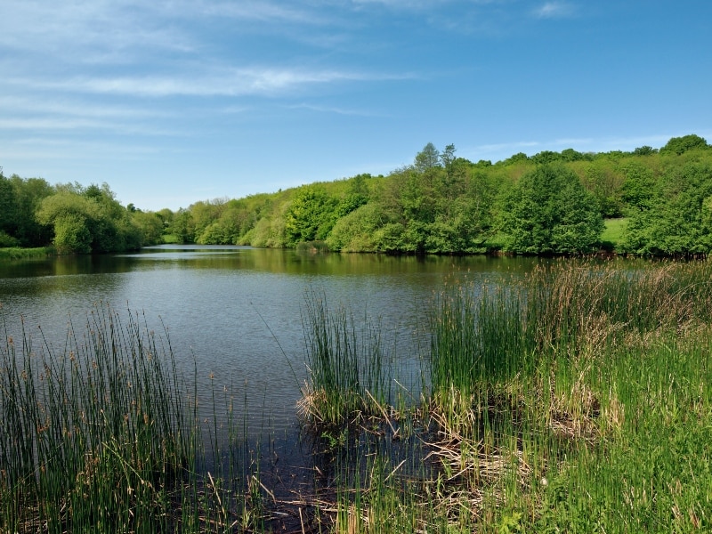 Photo of a a picturesque lake near Tenterden, Kent.