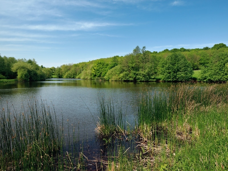 Tenterden Trout Waters