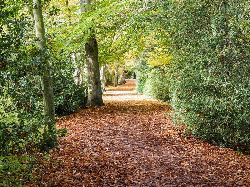 Autumn footpath. An empty footpath in an autumnal scene in a quiet English forest.