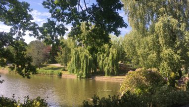 Vew across lake with trees