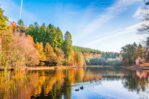 Trees in the Forest of Dean being reflected on the lake on a sunny autumn day with ducks in the foreground.