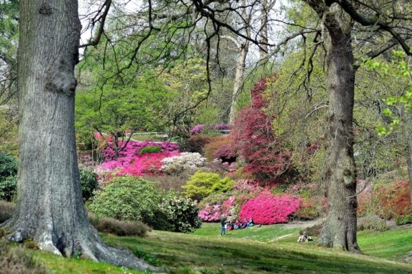 Photo of flowers and gardens in Valley Gardens, Windsor Great Park