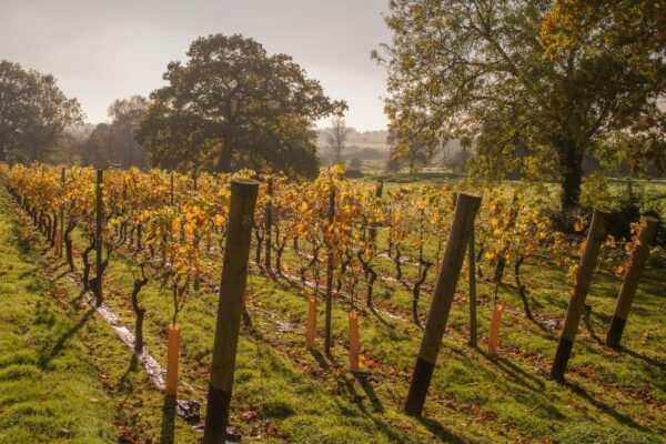 Photo of a Vineyard at Chapel Down Winery, near Tenterden, Kent