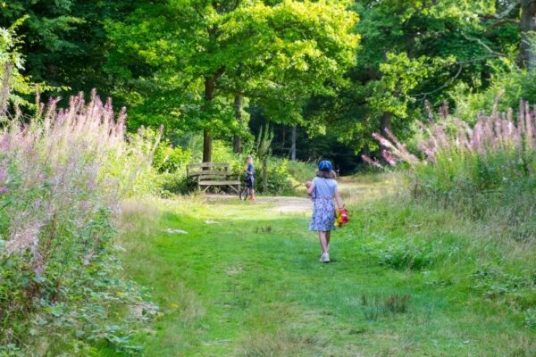 Photo of gardens and trees taken in Hamstreet Woods, Kent.