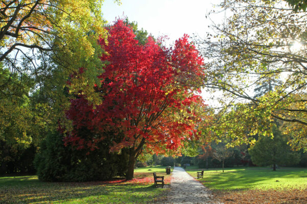 Autumn Colour, Tilgate Park, Crawley, West Sussex, UK.
