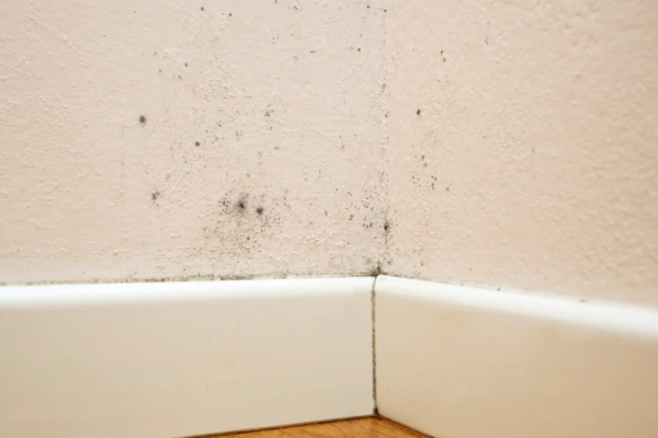 Small black dots on wall