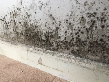 mould cover photo