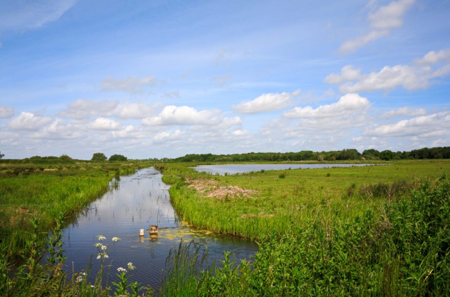 A view of the Mid Yare National Nature Reserve managed by the RSPB at Strumpshaw Common, Norfolk, England, United Kingdom.
